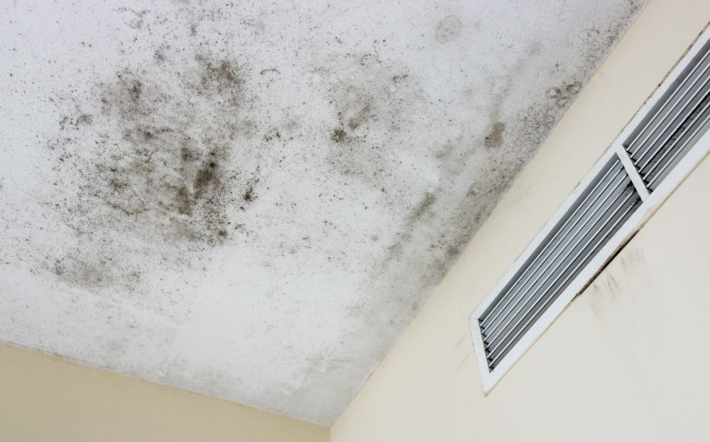 What Does Mold An A Ceiling Look Like